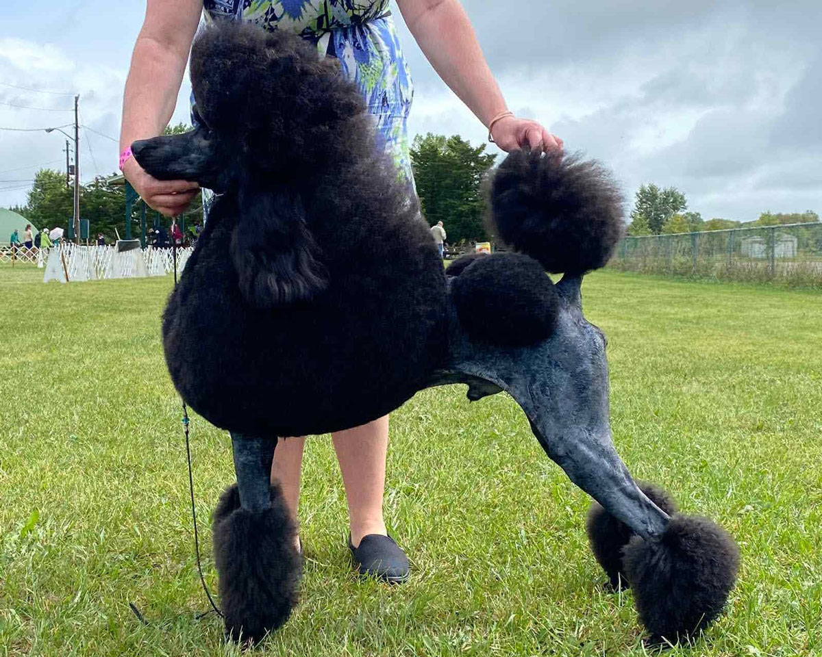 Cabernet shop standard poodles