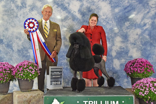 Vetset Poodles New Champion Lina