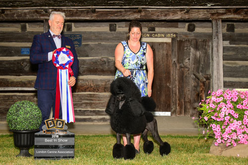 Vetset Poodles New Champion Lina at the London Canine Association