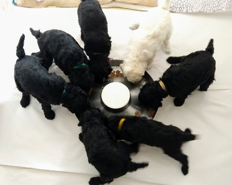 Vetset Poodles Puppies Eating