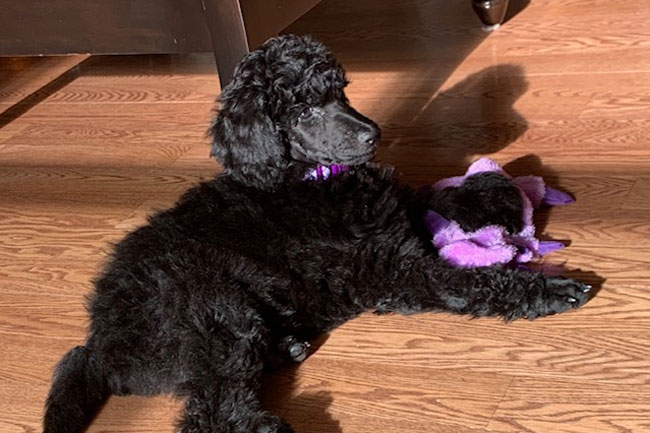 Vetset Poodles Baby Violet