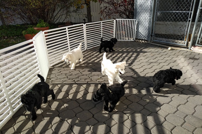 Vetset Poodles Puppies Playing