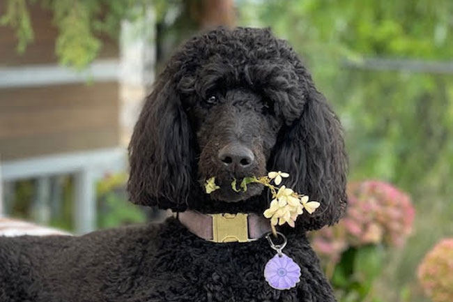 Vetset Poodles Puppies